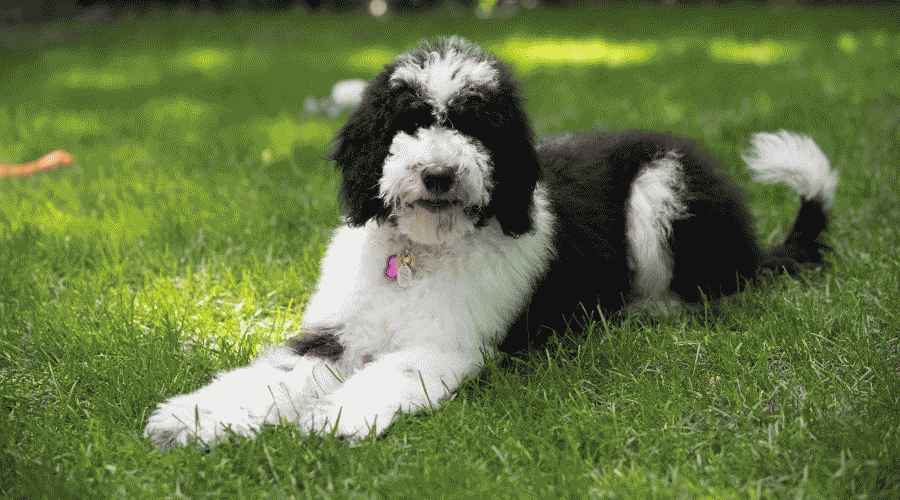 Sheepadoodle ve Goldendoodle: Fark Nedir?