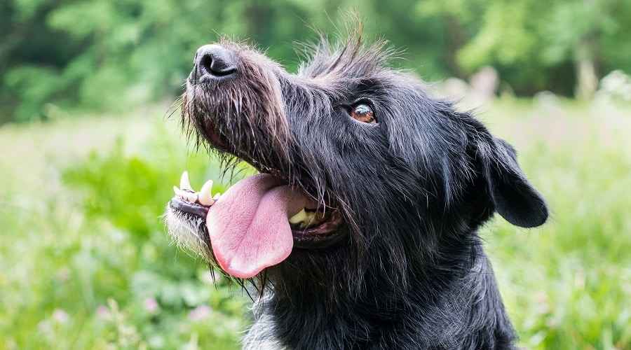 Schnauzer Karışımları: 21 Farklı Schnauzer Melezi
