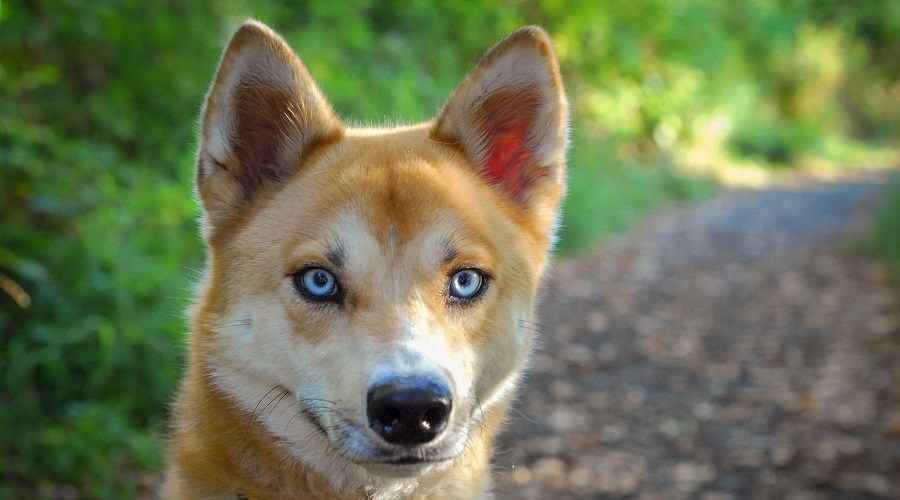 Shiba Inu Sibirya Husky Mix: Husky Inu Irk Bilgisi