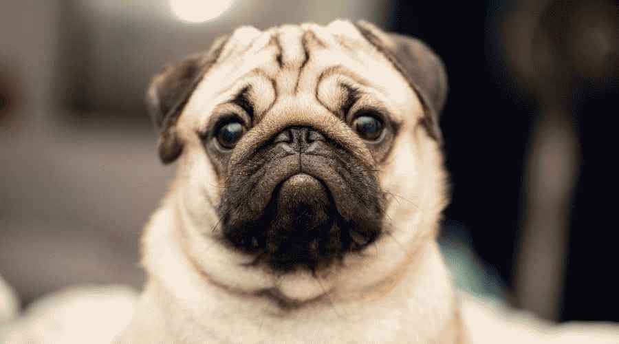 Pug ve Boston Terrier: Irk Farklılıkları ve Benzerlikleri