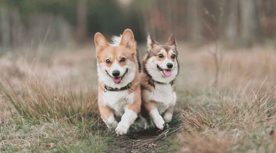 Welsh Corgi vs. Dachshund: Irk Farklılıkları ve Benzerlikleri