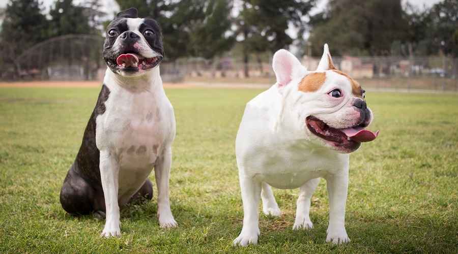 Boston Terrier ve Fransız Bulldog: Köpek Cinsi Karşılaştırması