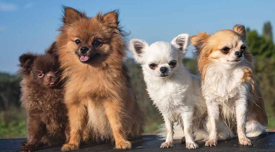 Pomeranian vs Chihuahua: Aileler İçin Hangisi Daha İyi?