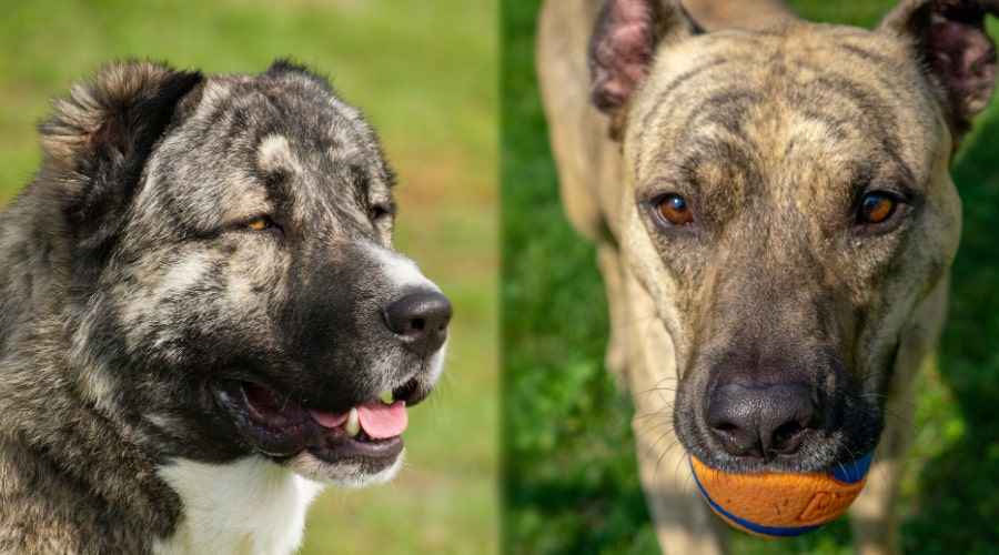 Kafkas Çoban ve Amerikan Pitbull Terrier: Farklılıklar ve Benzerlikler