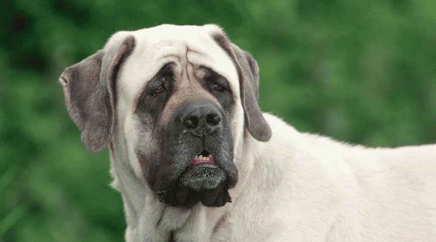 İngiliz Mastiff ve Büyük Pireneler: Irk Farklılıkları ve Benzerlikleri