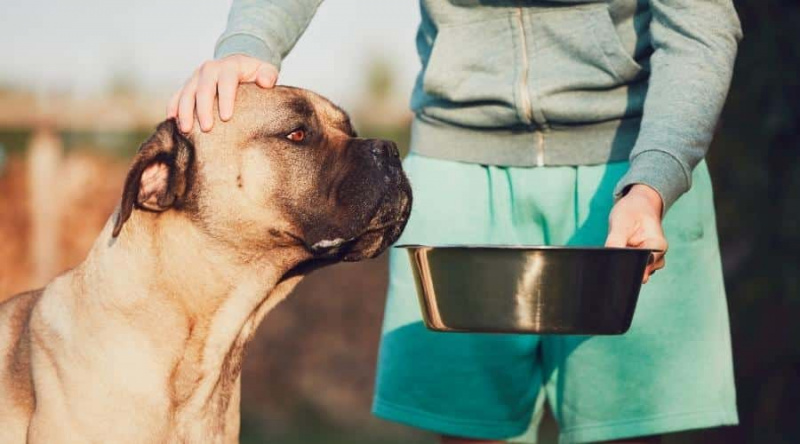 Cane Corso Renkleri: Yaygın Ve Nadir