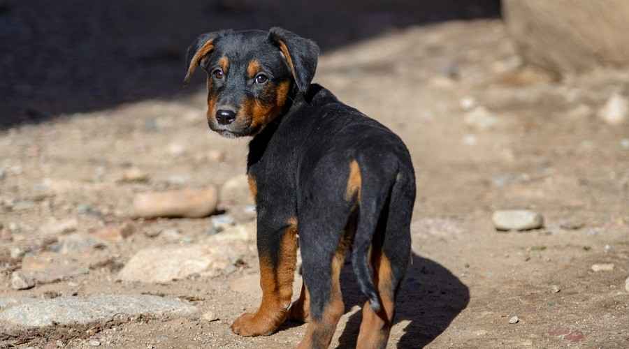 Alman Çoban Rottweiler Mix: Shepweiler Irk Bilgisi