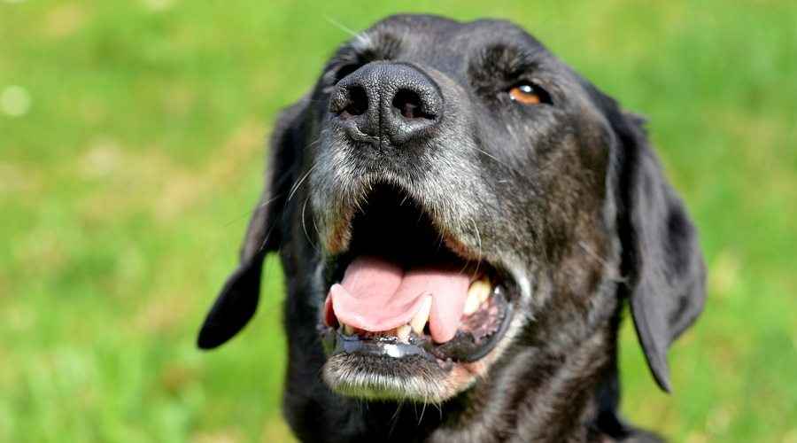Mastiff Karışımları: Seveceğiniz 20 Farklı Nazik Dev Melez