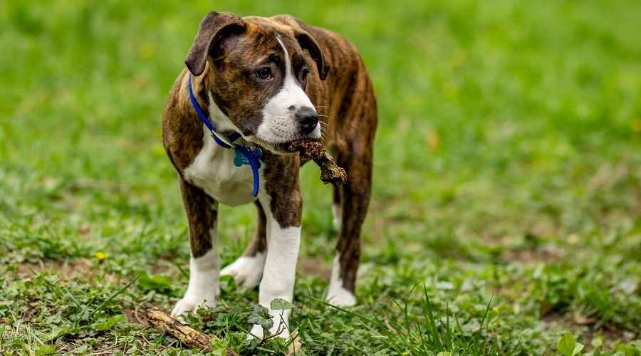 Pitbull Boxer Mix Irk Bilgisi: Kişilik, Yavru Köpekler ve Daha Fazlası