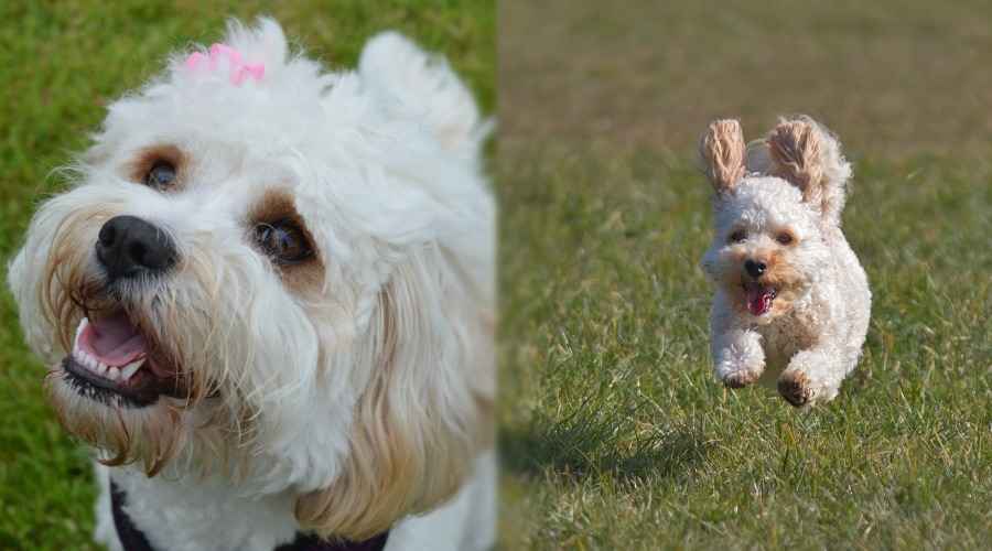 Cavachon vs Cavapoo: Irk Farklılıkları ve Benzerlikler