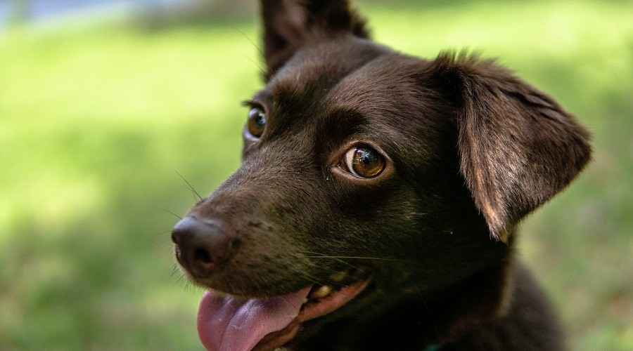 Corgi Labrador Retriever Mix: Corgidor Irk Bilgisi, Yavru Köpekler ve Daha Fazlası