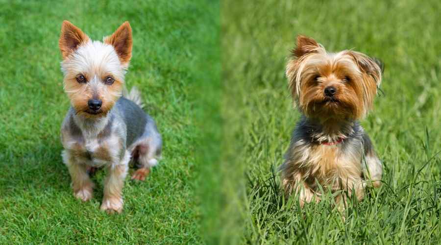 İpeksi Terrier vs Yorkshire Terrier: Farklılıklar ve Benzerlikler