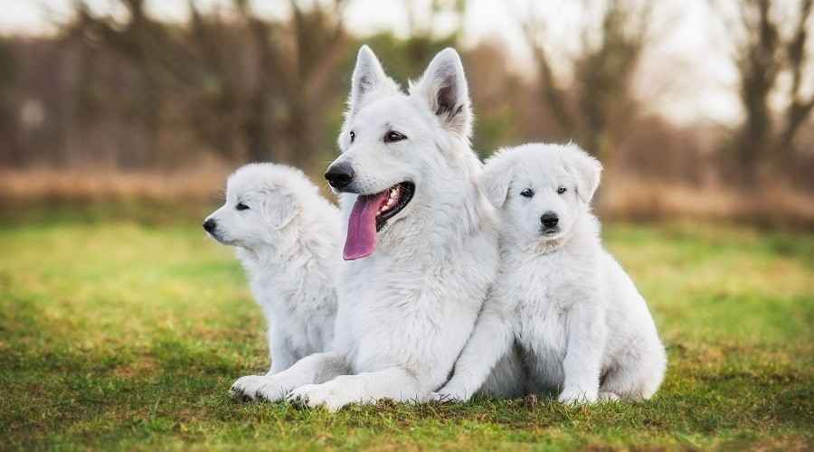 Beyaz Köpek Irkları: Kısa veya Kabarık Tüylü 31 Büyük ve Küçük Yavru