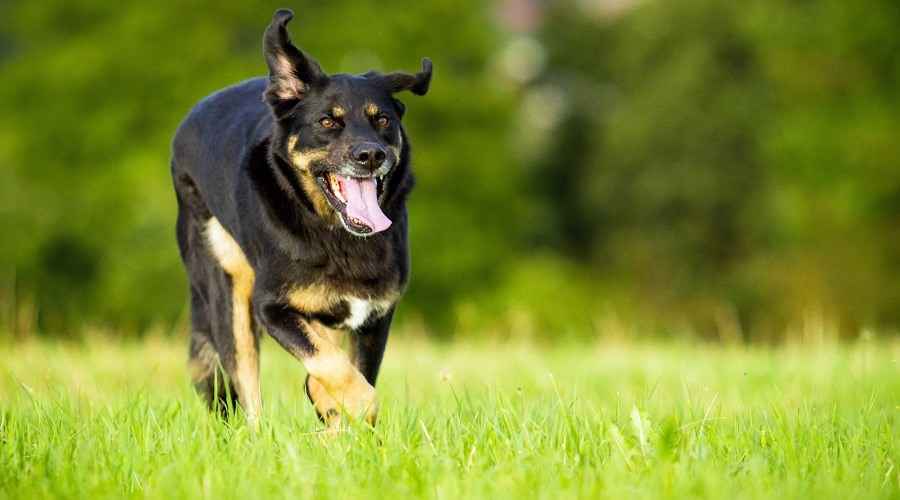 Border Collie Rottweiler Mix: Border Rottie Irk Bilgisi