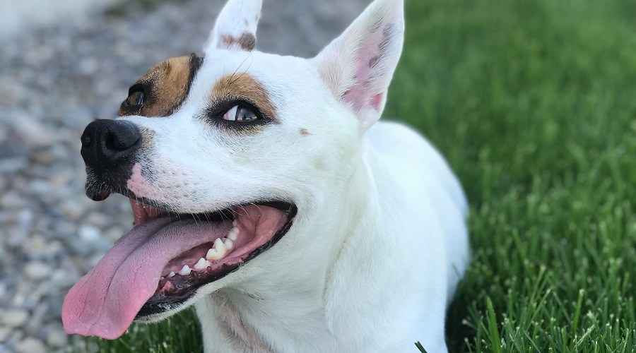 Pitbull Corgi Mix Cins Bilgisi: Corgi Çukuru