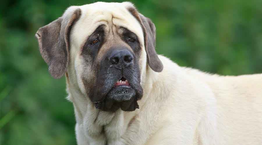 En Aptal 25 Köpek Cinsi ve Neden Sandığınızdan Daha Akıllılar