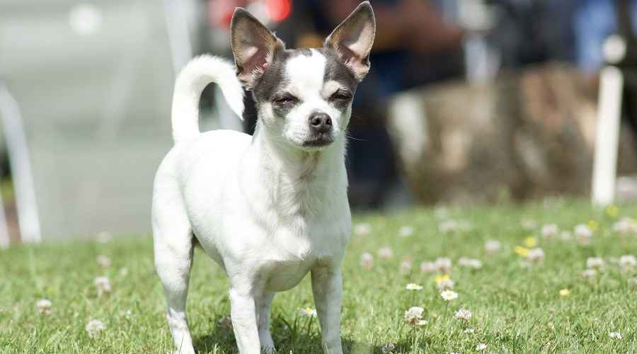 Jack Russell Terrier Chihuahua Mix: Jack Chi Hakkında Her Şey