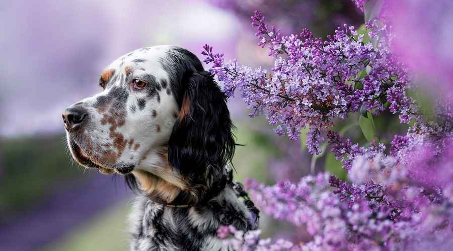 Benekli Köpek Irkları: Benekli Tüylü 21 Farklı Yavru