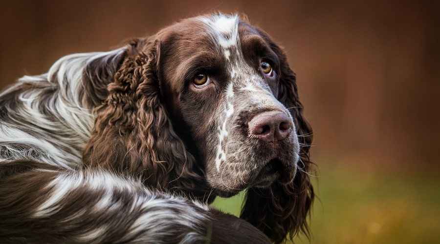 İngiliz Springer Spaniel