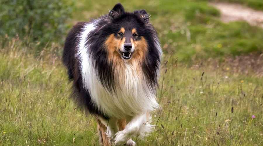 Kaba Collies Hakkında Her Şey: Irk Bilgisi, Özellikleri, Mizaç ve Daha Fazlası