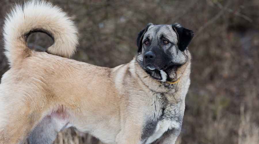 Anadolu Çoban Köpeği: Irk Bilgisi, Gerçekler, Özellikler ve Daha Fazlası