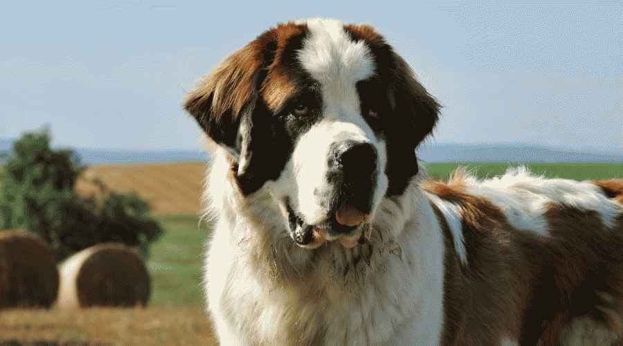 Saint Bernard ve Danua: Farklılıklar ve Benzerlikler