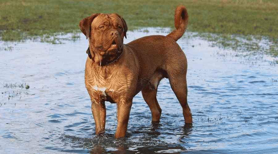 Dogue de Bordeaux (Fransız Mastiff) Köpek Cinsi Bilgisi: Gerçekler, Özellikler ve Daha Fazlası