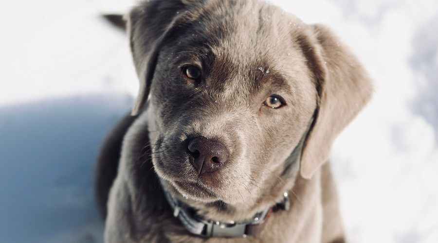 Silver Labrador Retriever'lar: Tartışma, Köpek Fiyatları ve Daha Fazlası