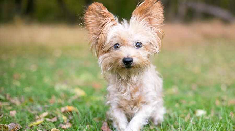 Yorkie Karışımları: 20 Farklı Yorkshire Terrier Melezleri