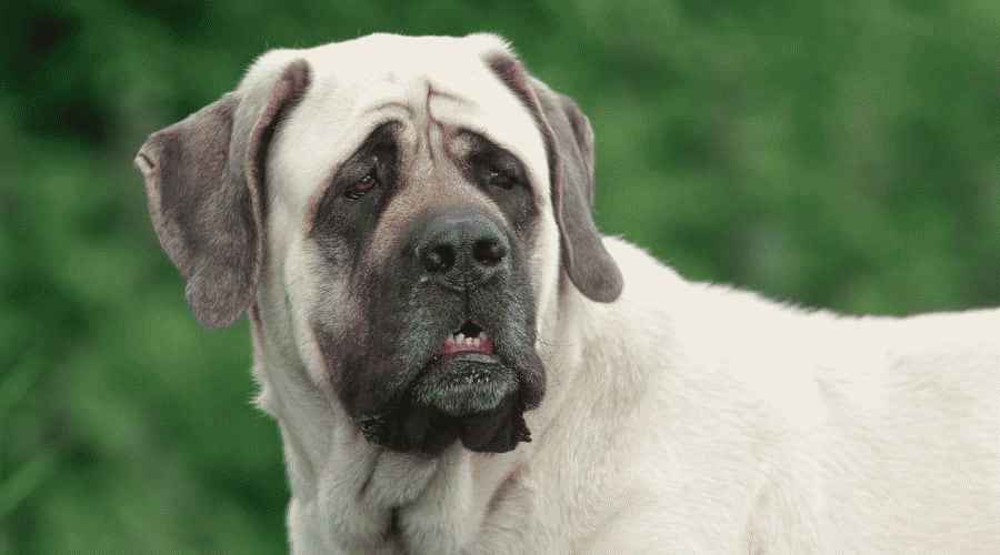 İngiliz Mastiff ve Anadolu Çobanı: Irk Farklılıkları ve Benzerlikleri