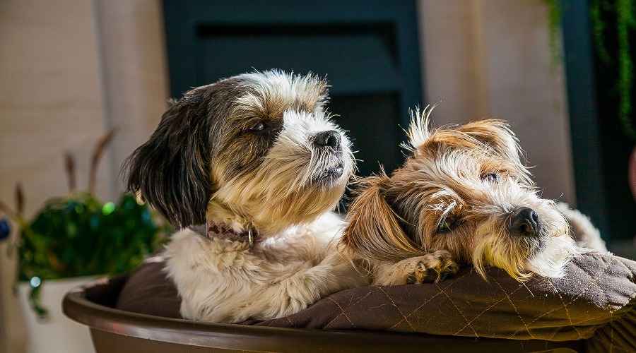 Lhasa Apso ve Shih Tzu: Tür Farklılıkları ve Benzerlikler