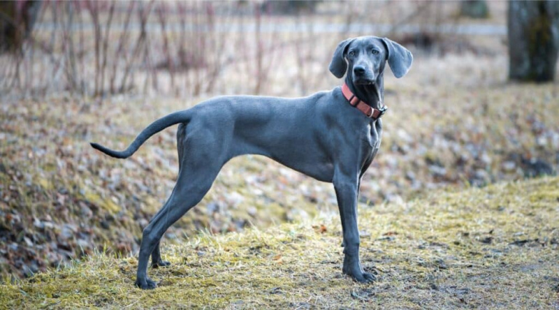 Blue Weimaraner: Cins ve Renk Tartışmasına Genel Bakış