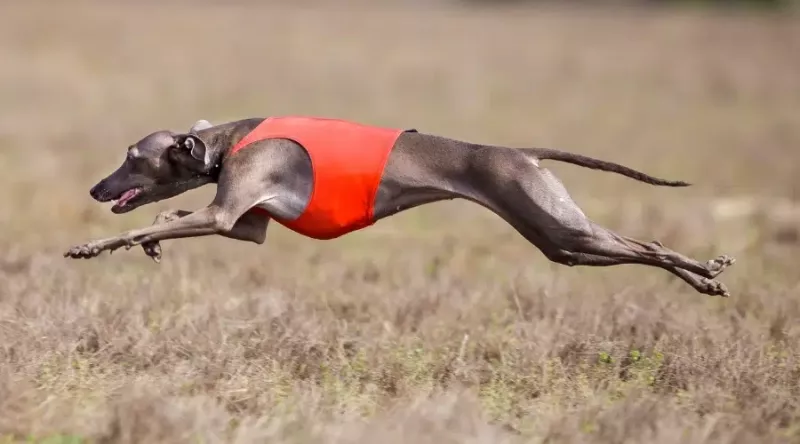 En Hızlı Köpek Irkları: Dünyanın İlk 18'i