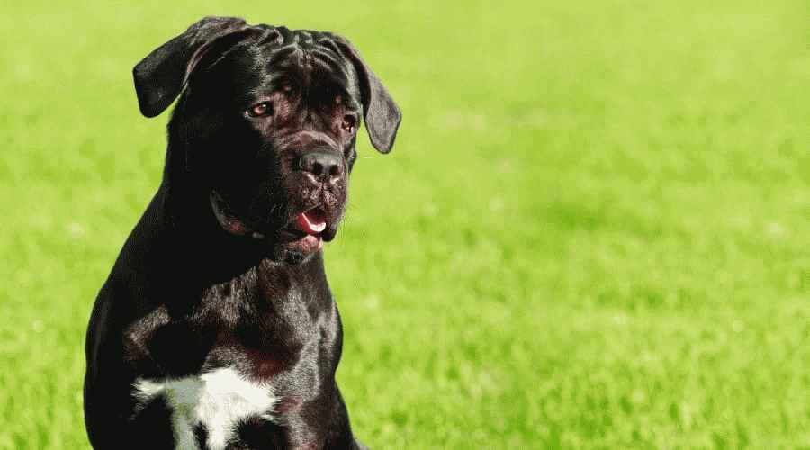 Cane Corso ve Alman Çoban Köpeği: Farklılıklar ve Benzerlikler
