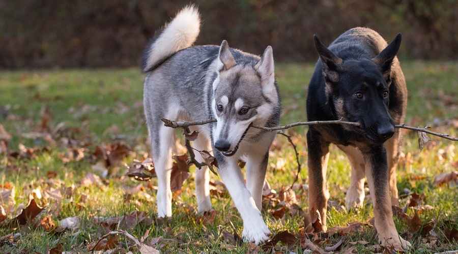 Alman Kurdu vs Sibirya Husky: Farklılıklar ve Benzerlikler