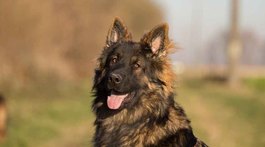 Uzun Saçlı Alman Kurdu: Kabarık Ceket GSD Genetiği ve Köpek Yavrusu Maliyetleri