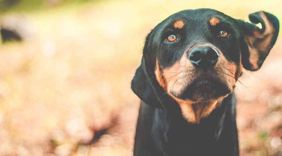 20 Harika Rottweiler Karışımı: Favori Rottie Cross Irklarımız