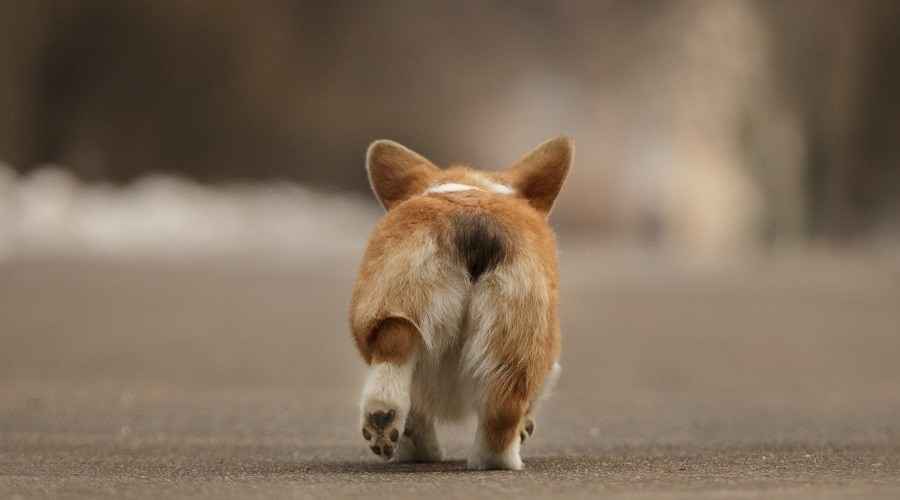 Corgi Butts Bizi Fındık Sürüyor! 26 Sevimli Kabarık Arka Uç