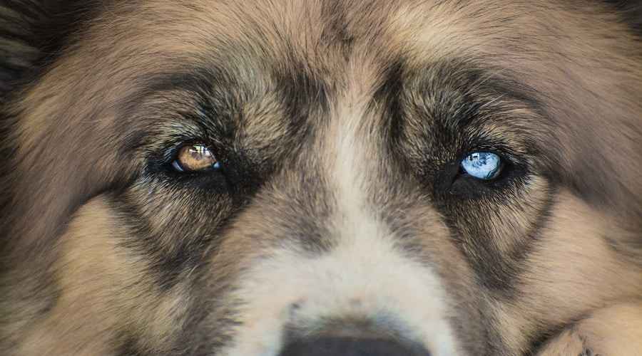 Saint Bernard Sibirya Husky Mix: Saint Berhusky Irk Bilgisi