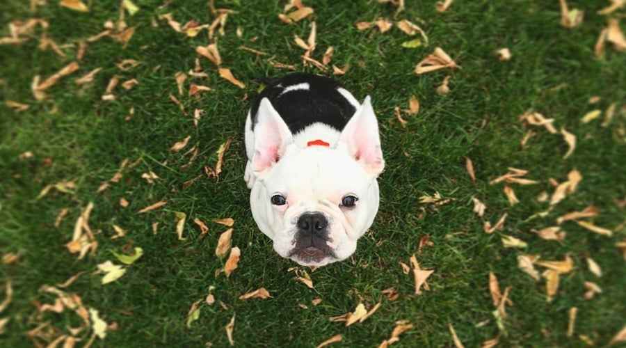 Fransız Bulldog Pug Karışımı: İlaç Cinsi Bilgileri ve Genel Bakış