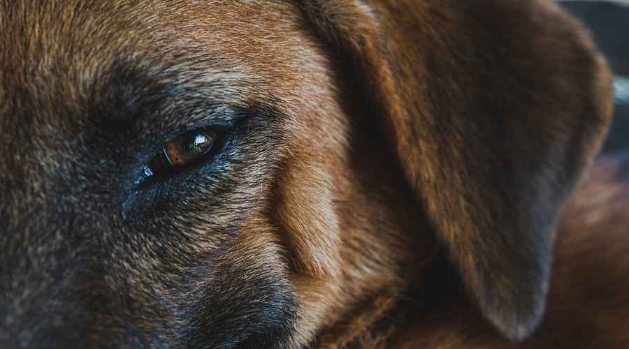 Alman Çoban Dachshund Mix: Irk Bilgisi