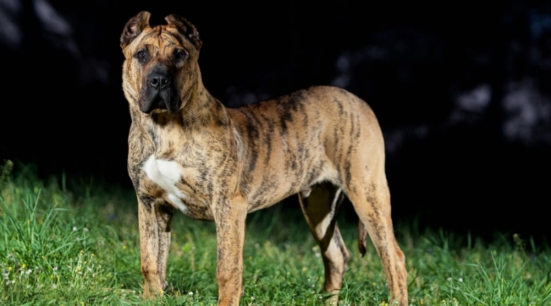 Presa Canario: Irk Özellikleri, Mizaç ve Daha Fazlası