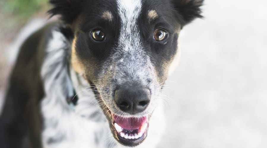 Avustralya Çoban Mavi Heeler Mix: Irk Bilgileri ve Daha Fazlası