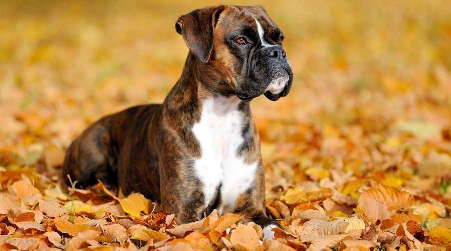 Boxer Cinsi Bilgileri, Özellikleri, Mizaç ve Renkleri (Açık kahverengi, Brindle, Beyaz)
