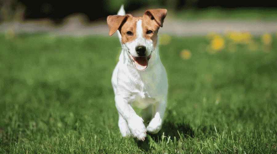 Jack Russell Terrier ve Beagle: Irk Farklılıkları ve Benzerlikleri