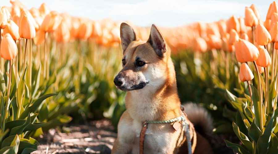 Shiba Inu Corgi Mix: Sevimli Shiba Corgi'yi Neden Seviyoruz?