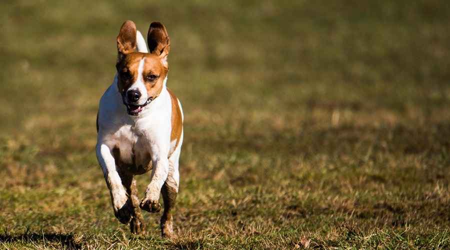 Beagle Boxer Mix: Bogle Cinsi Bilgileri, Özellikleri ve Gerçekler