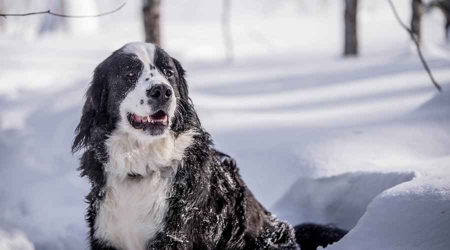 Bernese Dağ Köpeği Karışımları: 15 Harika Berner Melezleri