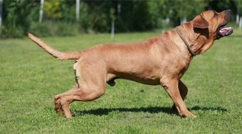   Tosa Inu çimenlerde büyüyor