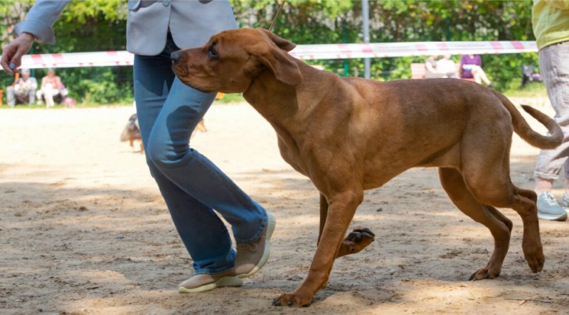   Tosa Inu sahibiyle köpek parkında koşuyor